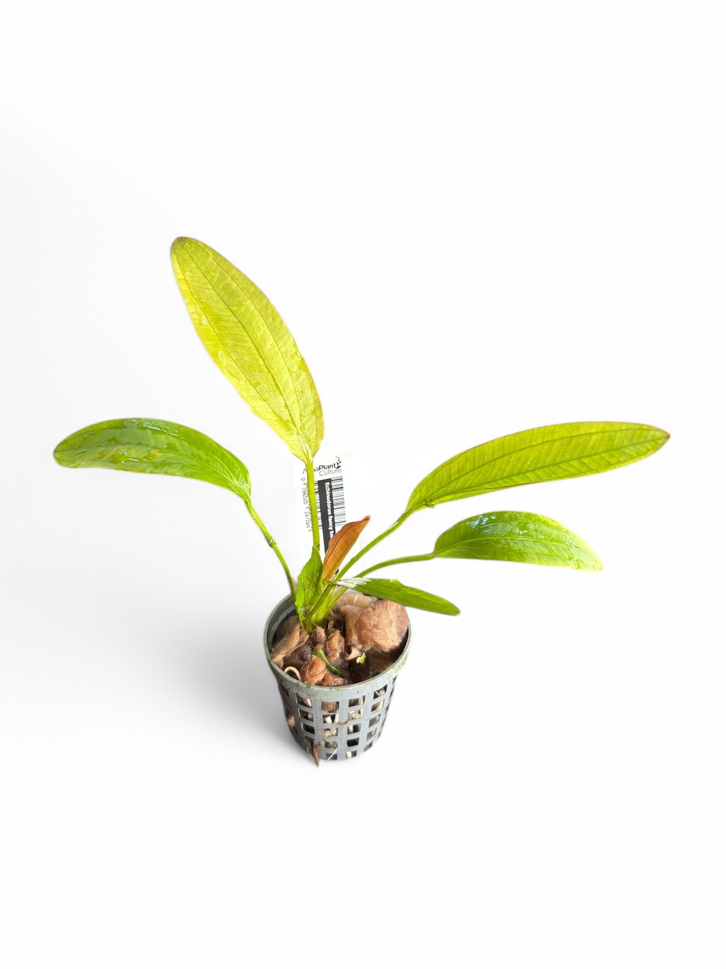 Echinodorus fancy twist