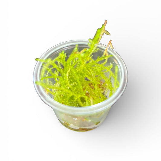 Taxiphyllum sp. Flame Moss