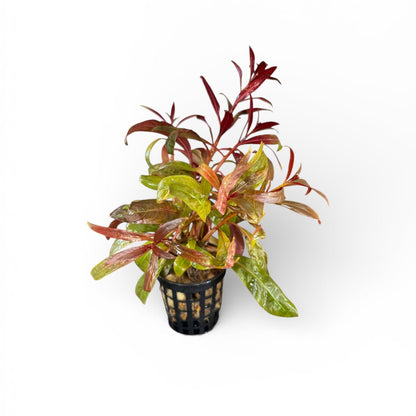Ludwigia glandulosa