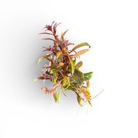 Ludwigia glandulosa