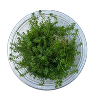 Tissue Culture Cup Myriophyllum Guyana
