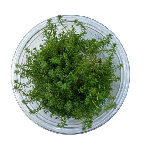 Tissue Culture Cup Myriophyllum Guyana