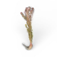 Myriophyllum 'Guyana'