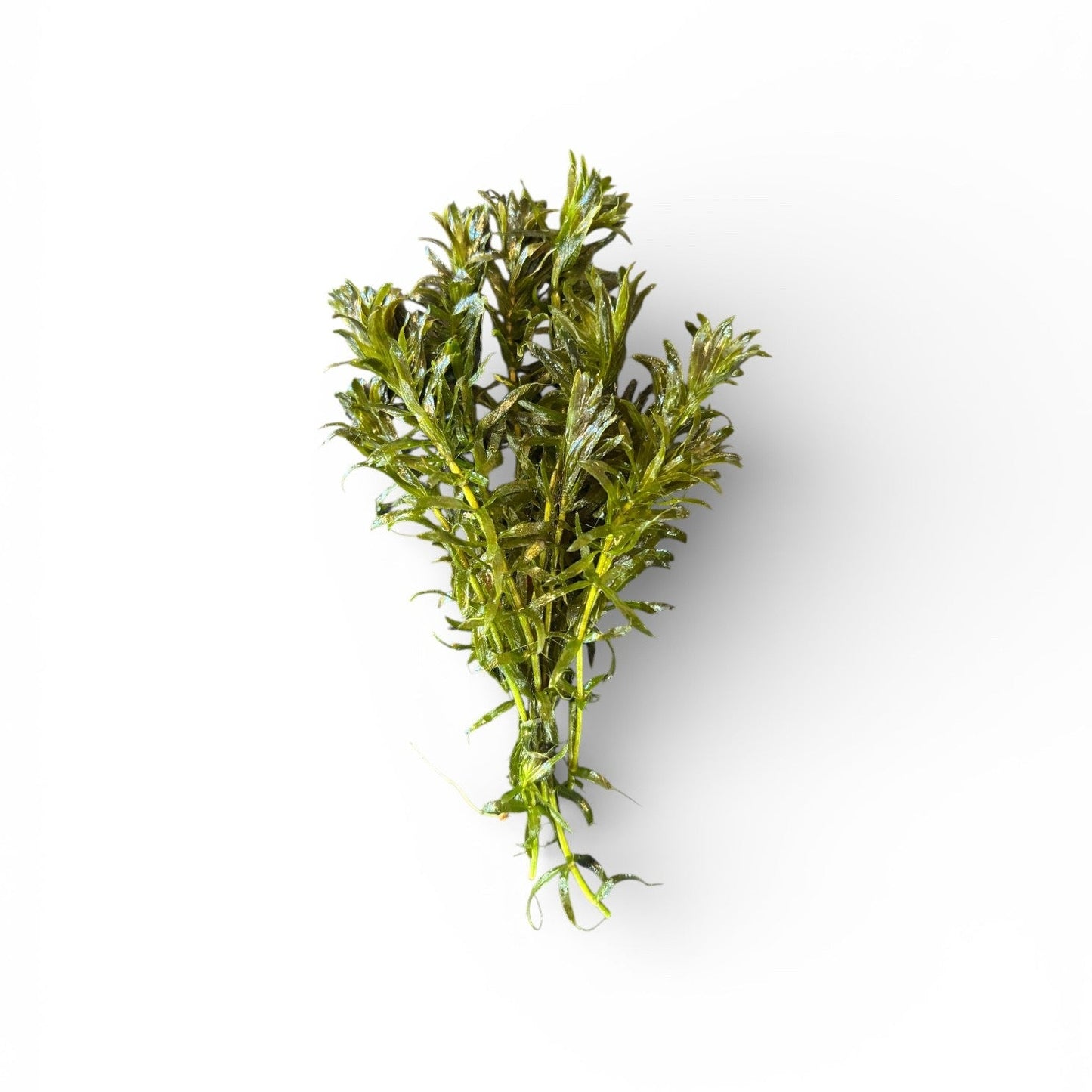 Hydrilla verticillata (elodia substitute)