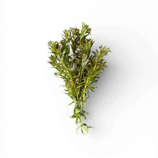 Hydrilla verticillata (elodia substitute)