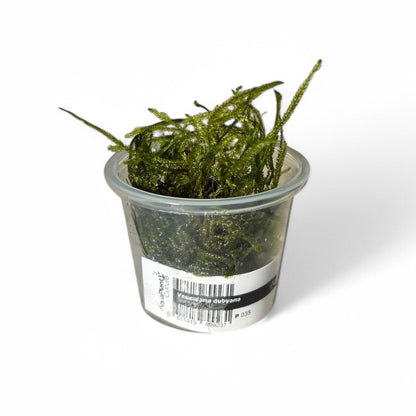 Vesicularia dubyana Java Moss