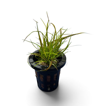 Juncus repens
