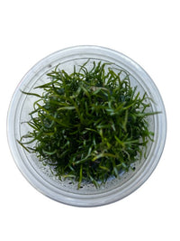 Tissue Culture Cup Lilaeopsis novaezelandiae
