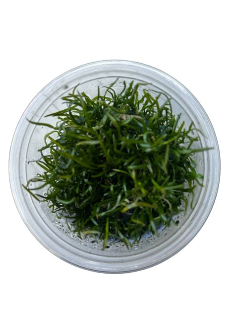 Tissue Culture Cup Lilaeopsis novaezelandiae