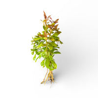 Ludwigia repens