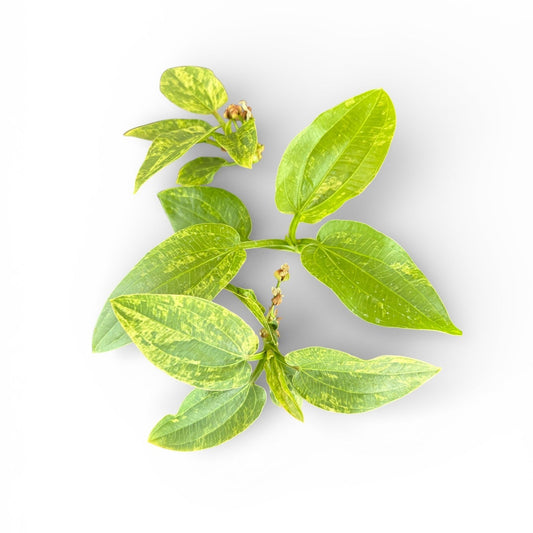 **SPECIAL** Echinodorus 'Marble Queen' x 3 Buy