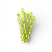 Myriophyllum crispatum Green Milfoil