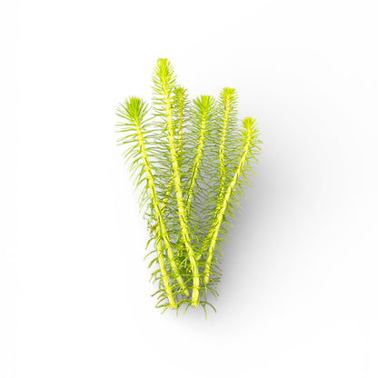 Myriophyllum crispatum Green Milfoil