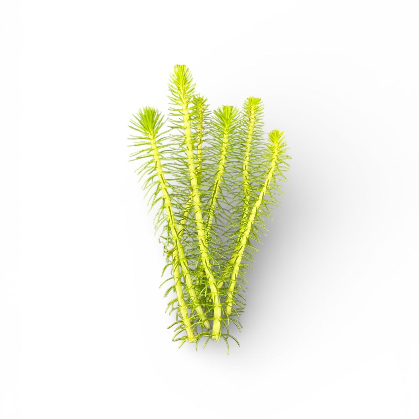 Myriophyllum crispatum Green Milfoil