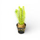Myriophyllum crispatum Green Milfoil