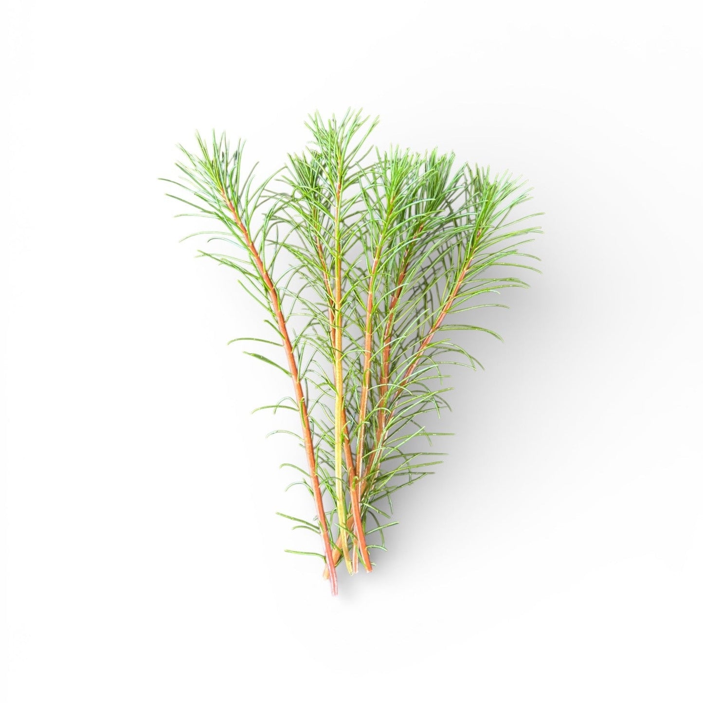 Myriophyllum papillosum Red Milfoil