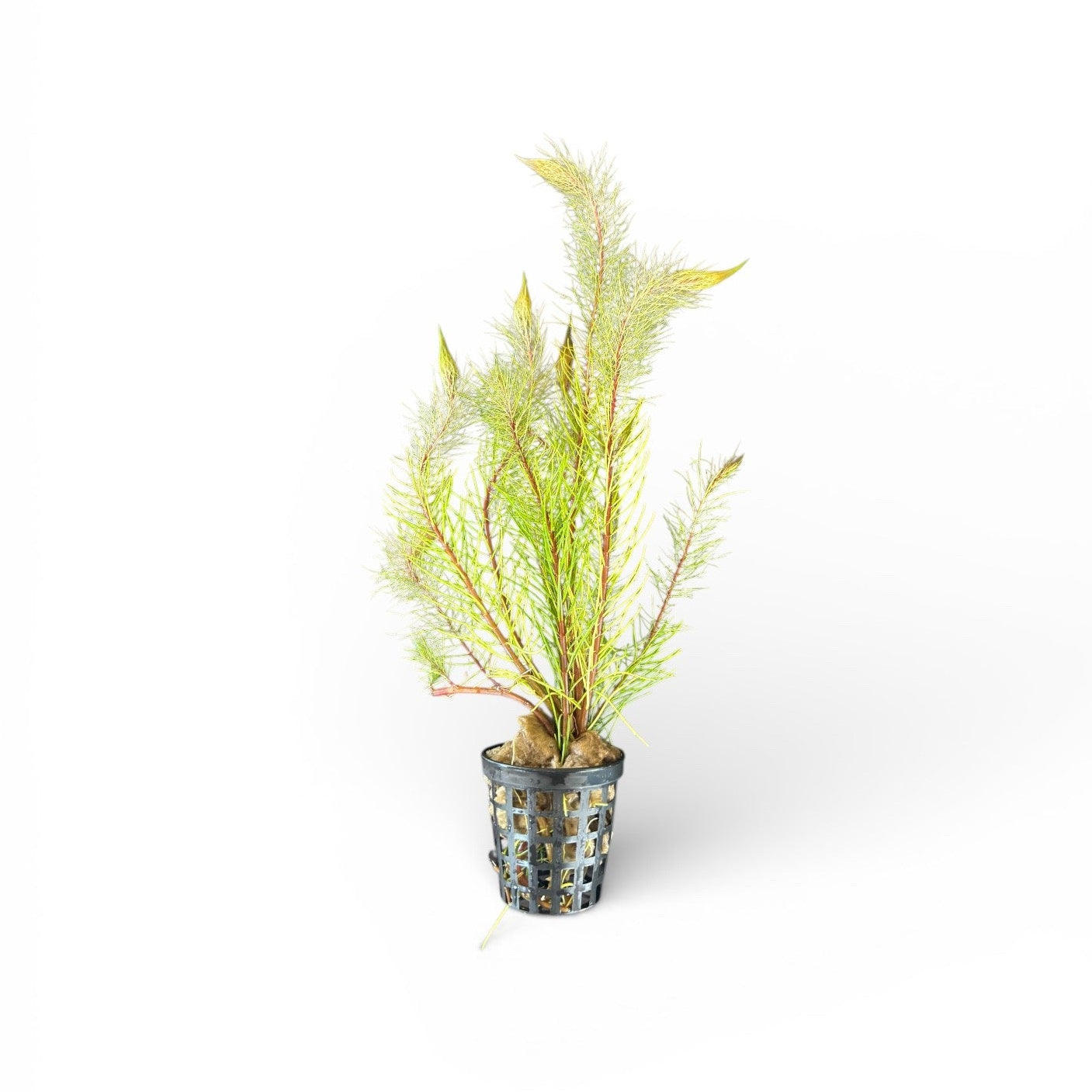 Myriophyllum papillosum Red Milfoil