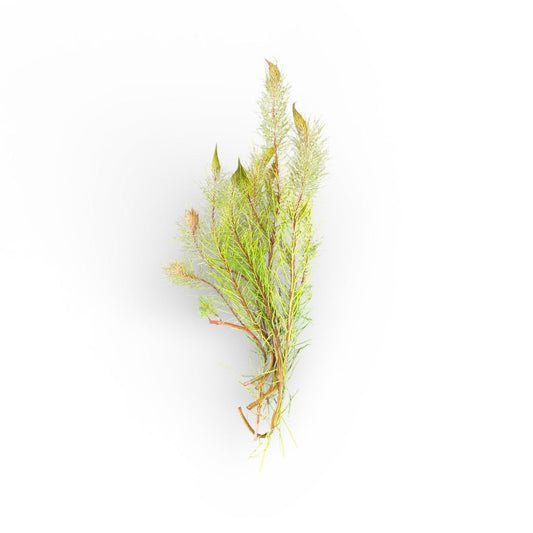 Myriophyllum papillosum Red Milfoil
