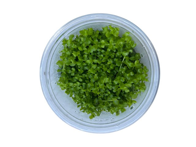 Tissue Culture Cup Micranthemum tweediei 'Monte Carlo'
