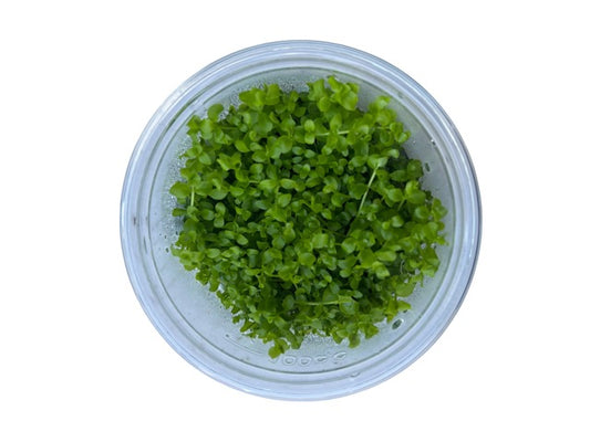 Tissue Culture Cup Micranthemum tweediei 'Monte Carlo'