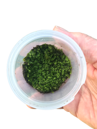 Plagiomnium moss Terrarium Moss