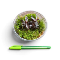 Bio Scape Nano Starter Pack