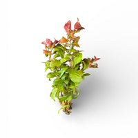 Ludwigia natans