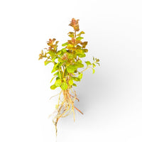 Ludwigia ovalis