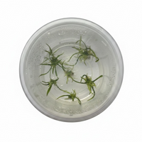 Tissue Culture Cryptocoryne parva