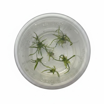 Tissue Culture Cryptocoryne parva
