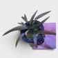 Cryptocoryne axelrodi