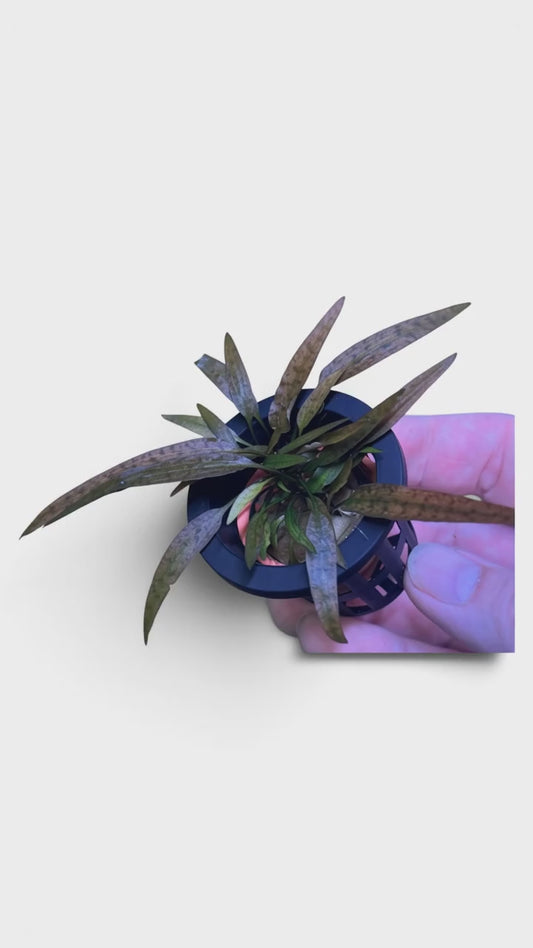 Cryptocoryne axelrodi