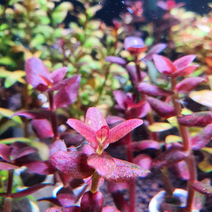 Bacopa salzmanni purple