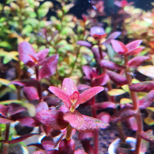 Bacopa salzmanni purple