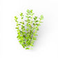 Rotala species green