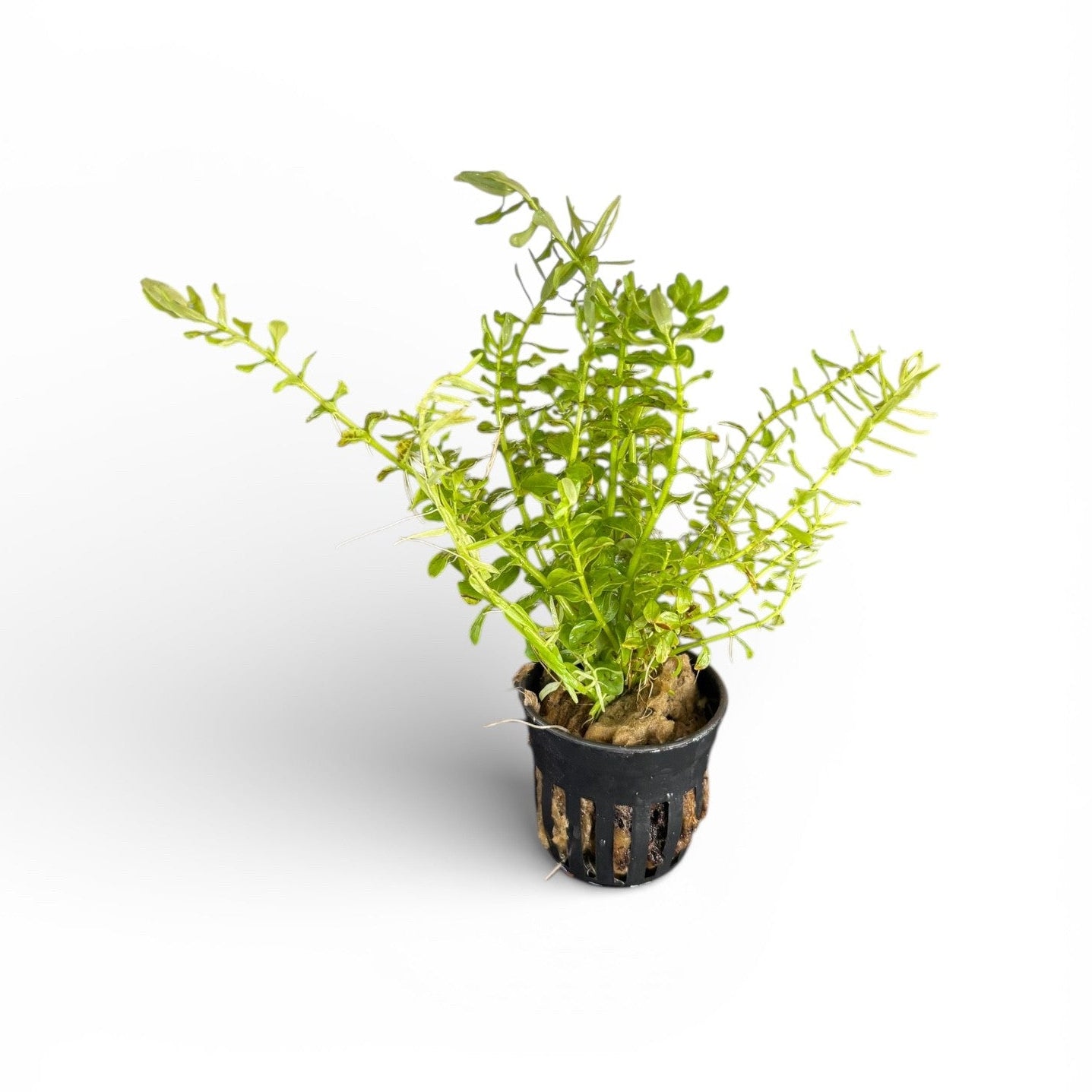 Rotala species green