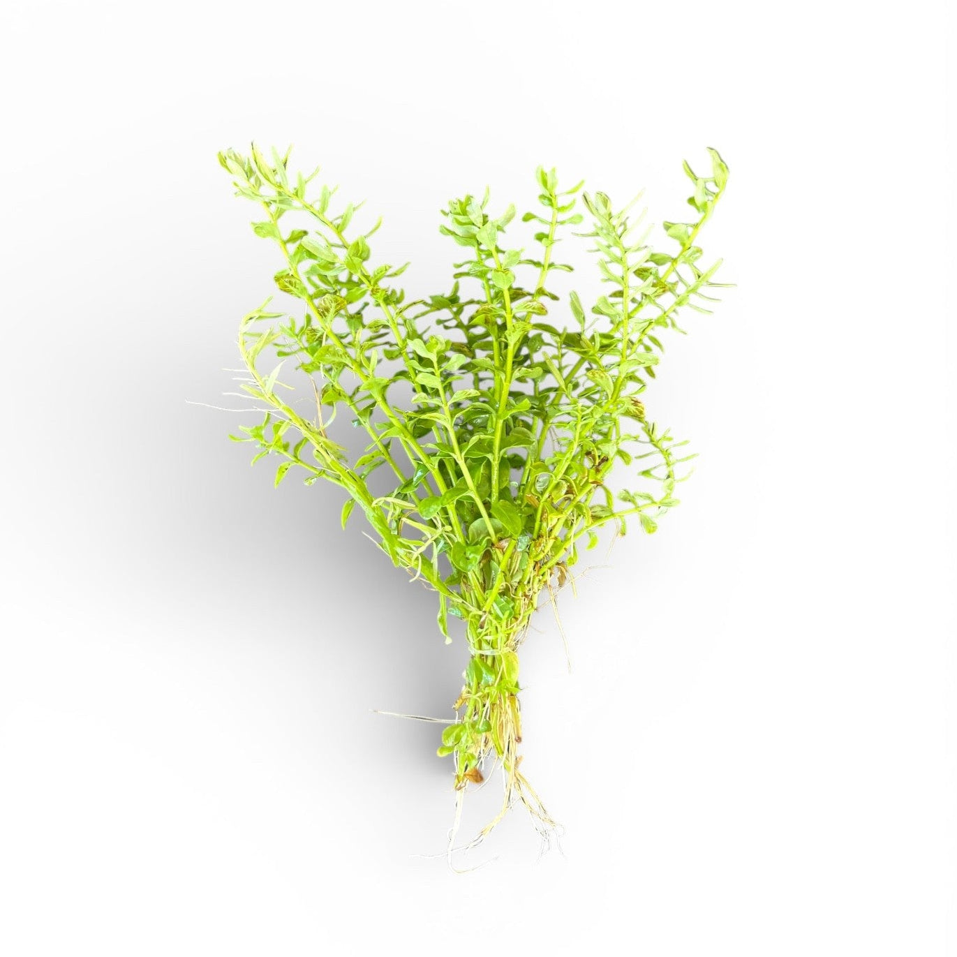 Rotala species green