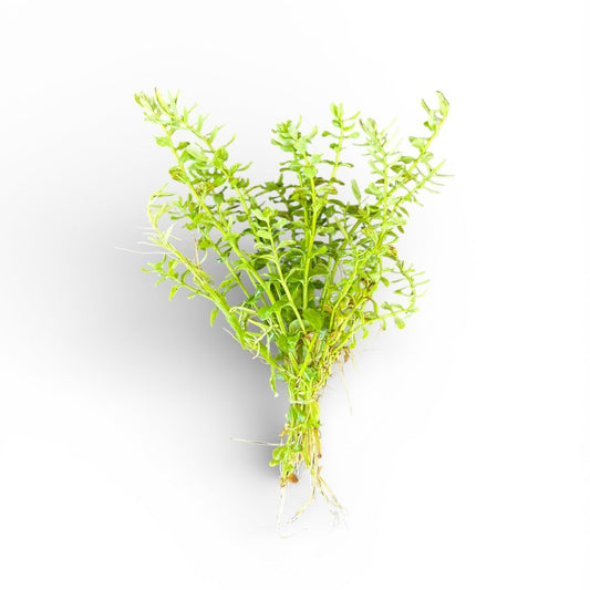 Rotala species green