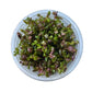 Tissue Culture Cup Rotala macrandra