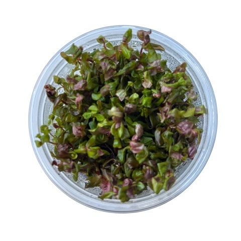 Tissue Culture Cup Rotala macrandra