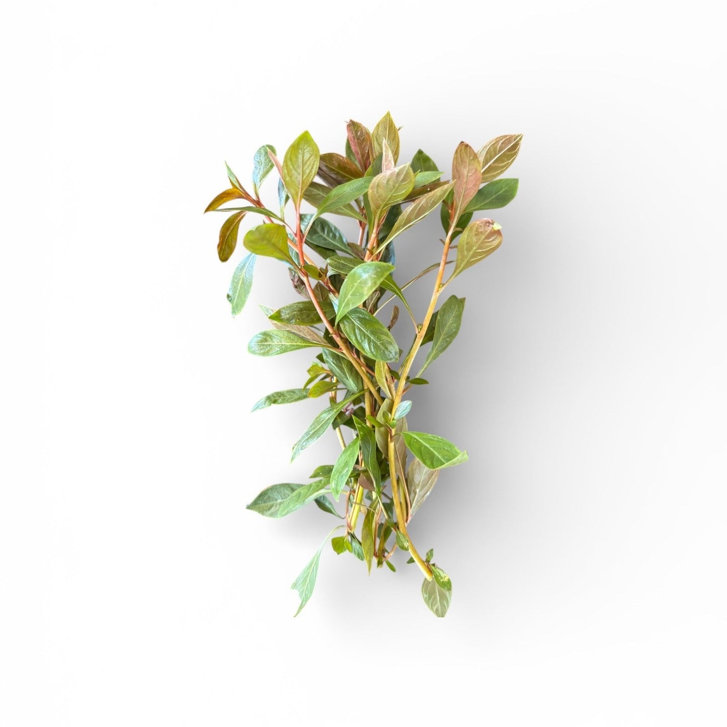 Ludwigia repens 'Rubin'