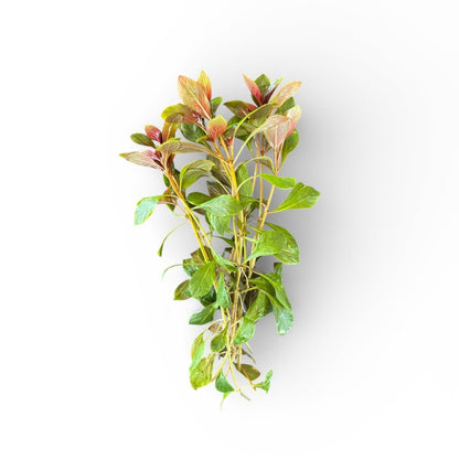 Ludwigia repens 'Rubin'