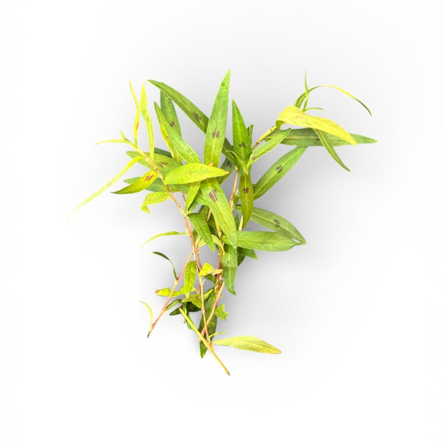 Persicaria maculosa 'Sao Paulo'