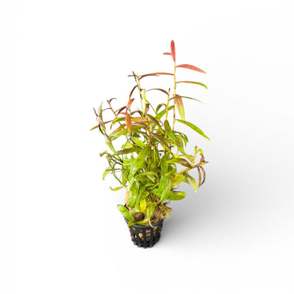 Persicaria maculosa 'Sao Paulo'