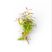 Persicaria maculosa 'Sao Paulo'