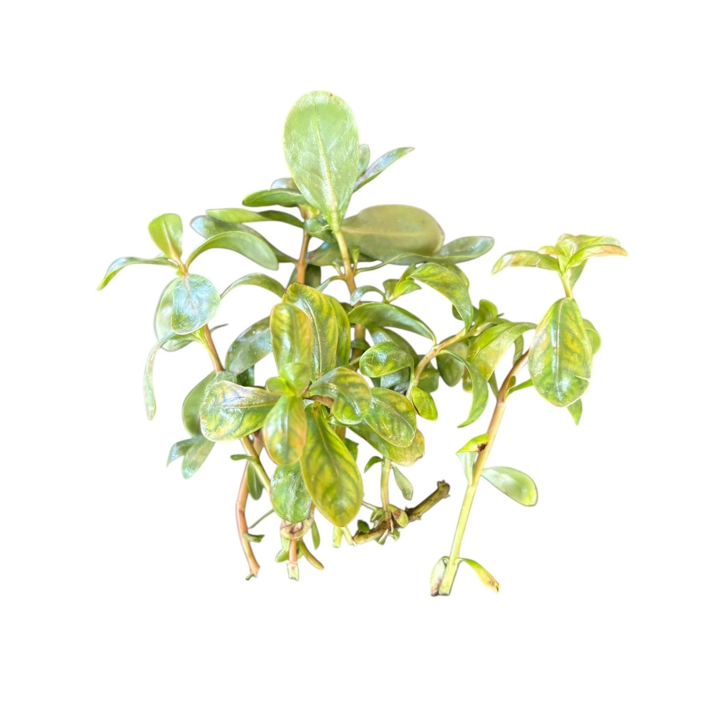 Ammania senegalensis Copper Leaf