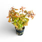 Ammania senegalensis 'Copper Leaf'*