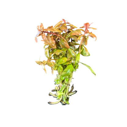 Ammania senegalensis 'Copper Leaf'*