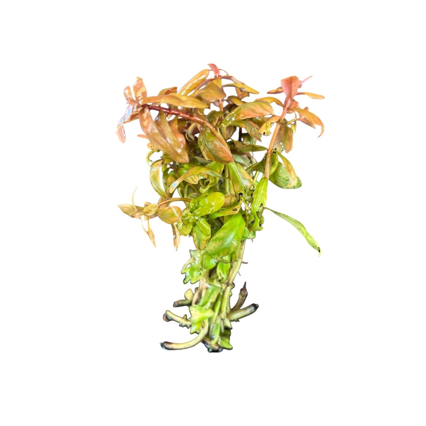 Ammania senegalensis Copper Leaf