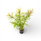 Eustralis stellata